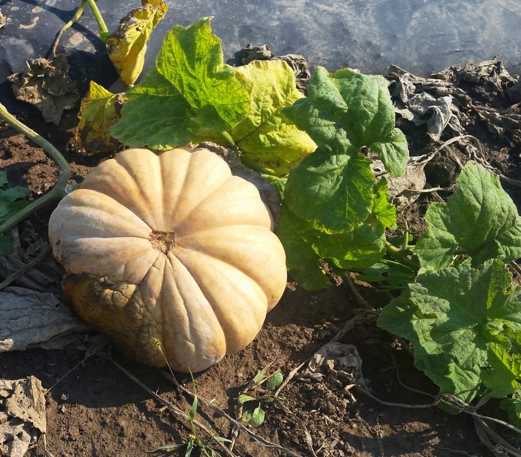 Phytophthora blight on a pumpkin
