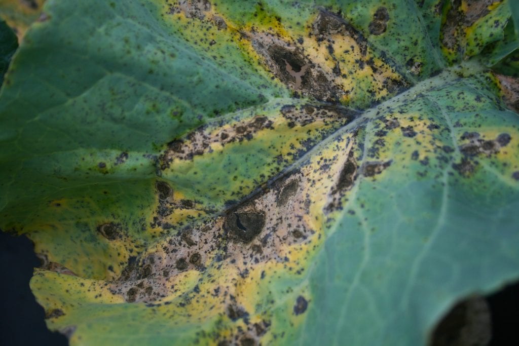 Black fungal growth on spores on cabbage leaf