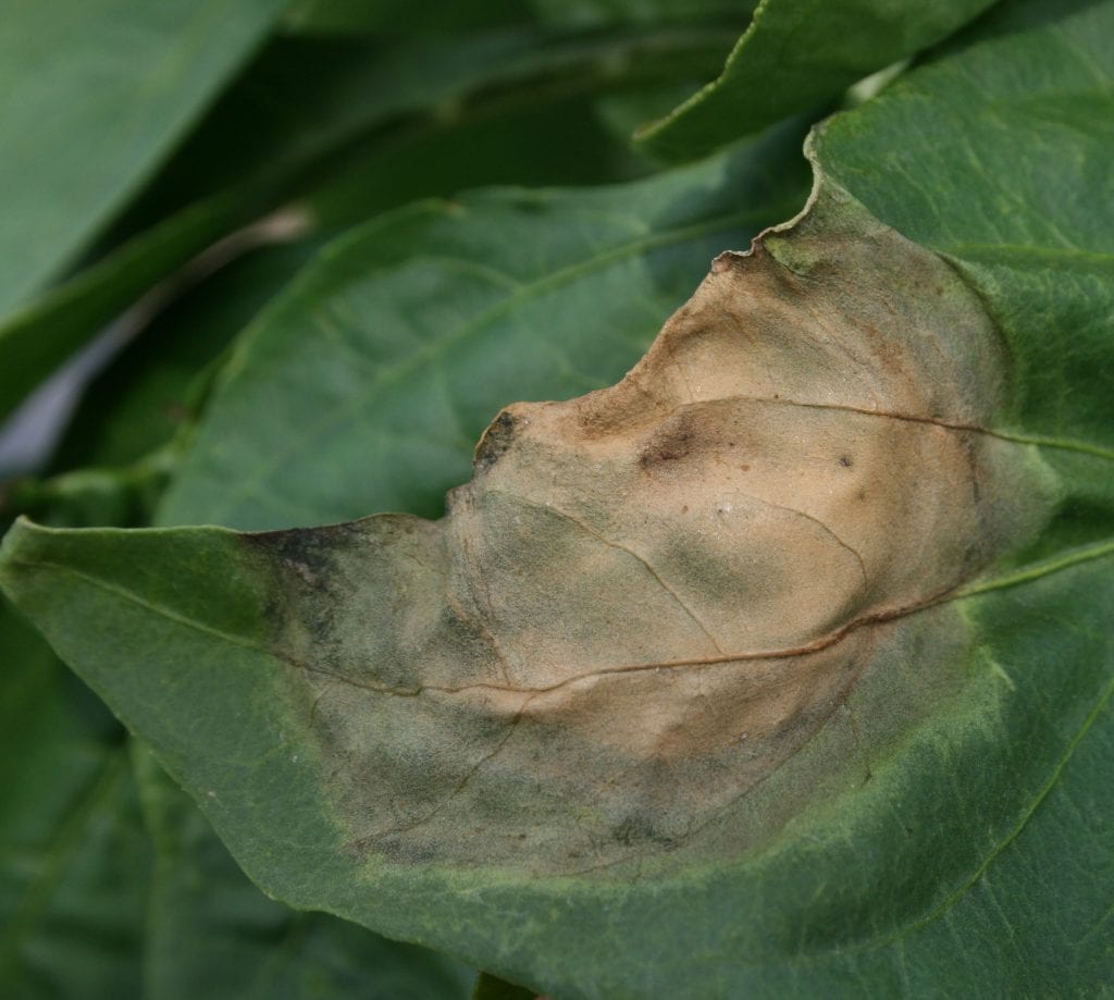Phytophthora blight on a pepper leaf