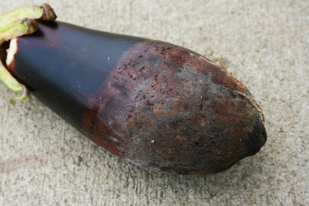 Symptoms of Phytophthora blight on eggplant