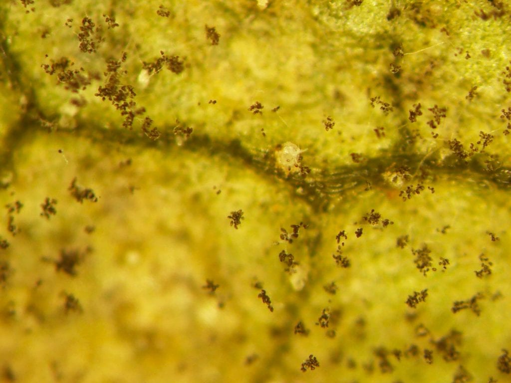 Close-up of sporangia clusters