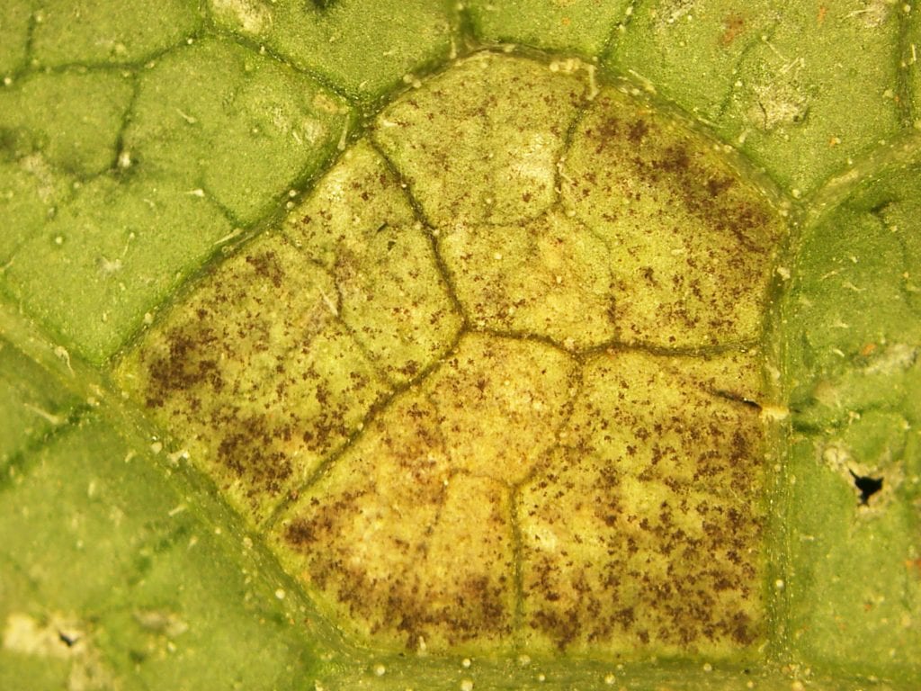 Undersurface of a leaf showing a lesion