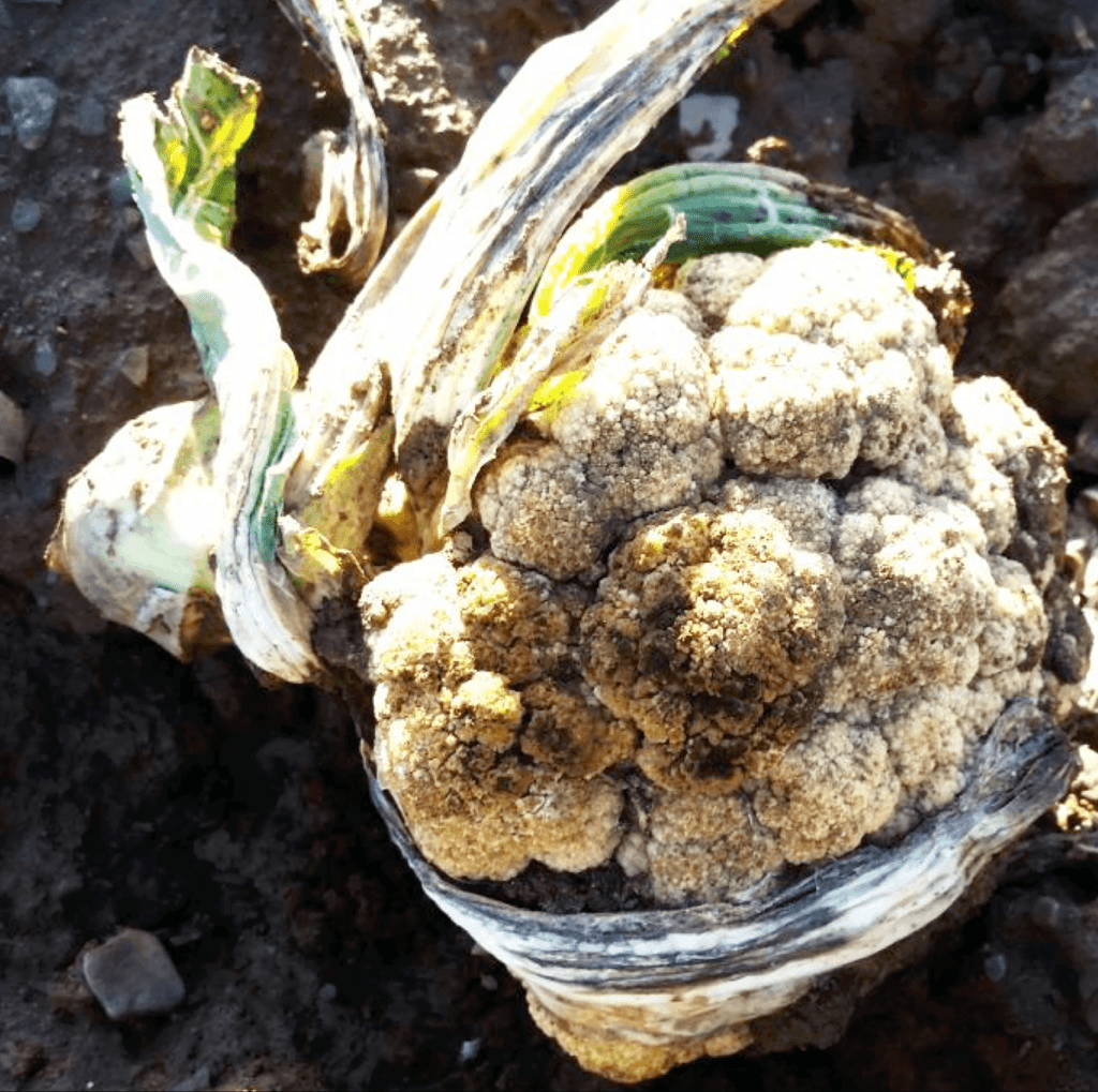Overwintered cauliflower curd left in the field from previous season