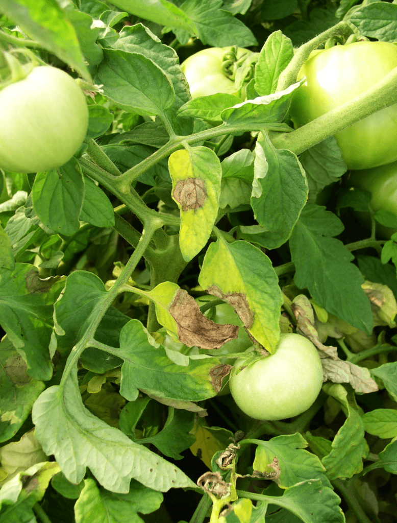 Tomato leaves with characteristic brown lesions