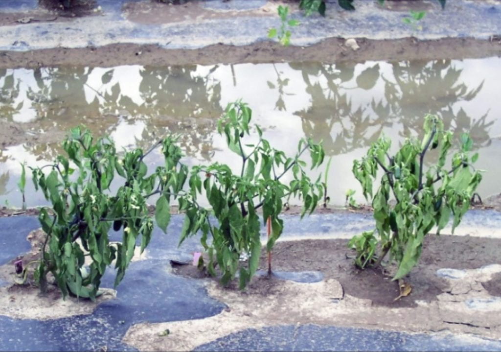Pepper plants in a flooded field