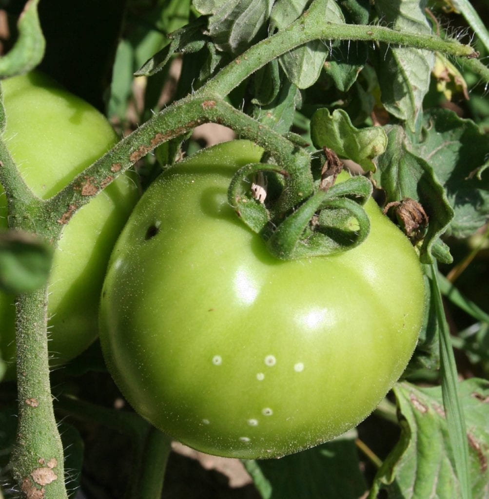 A tomato fruit with ‘bird's-eye’ lesions