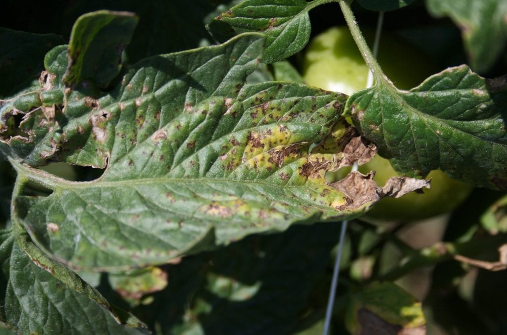  Symptoms of bacterial speck on tomato leaves include small raised black lesions that are surrounded by yellow halos