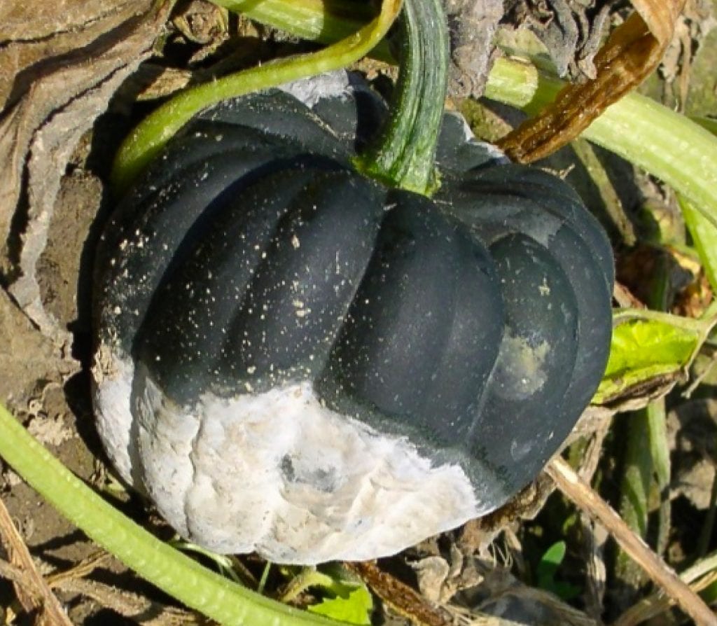 Culled squash containing many oopsores.