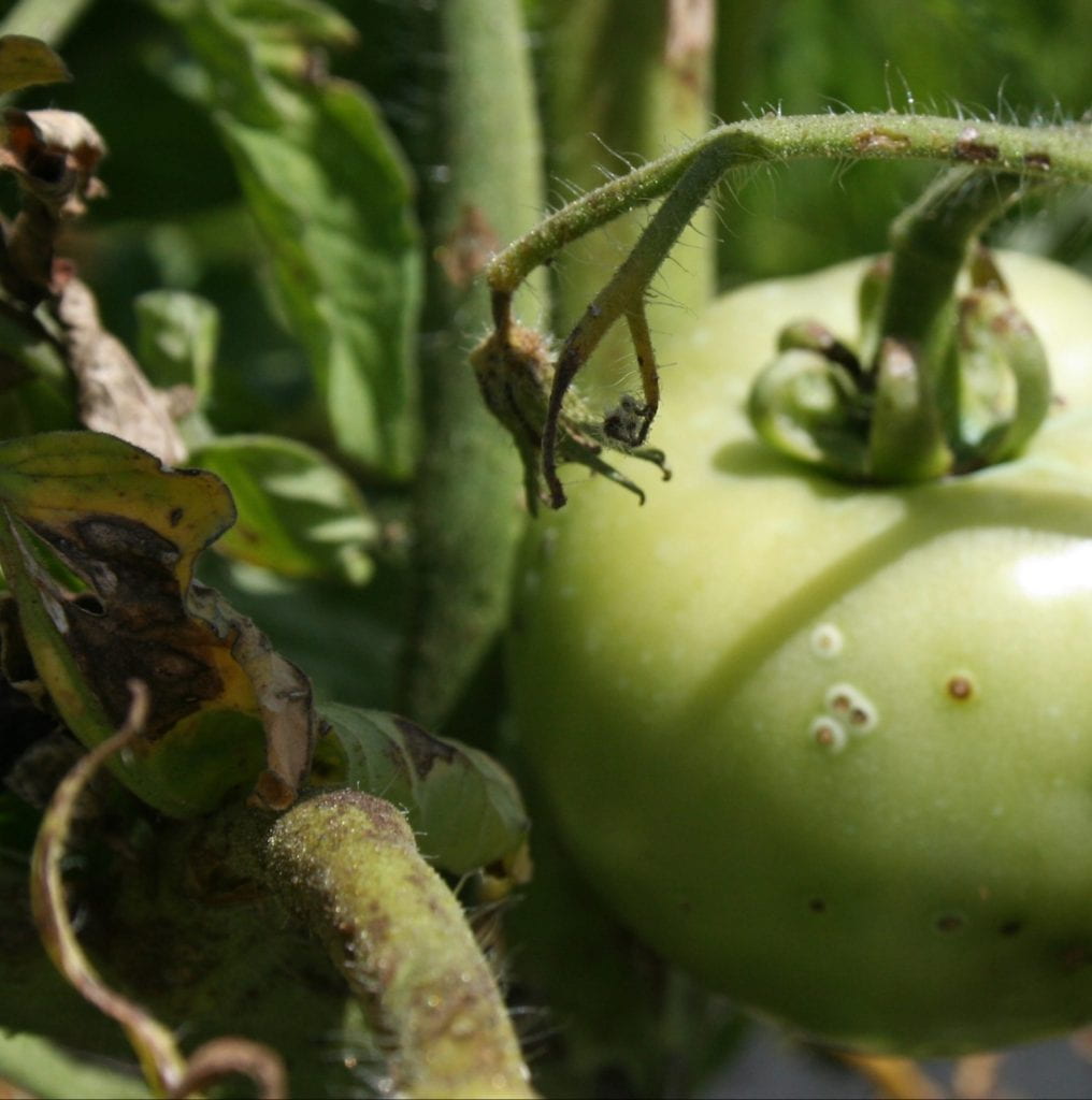 Bird's eye lesions from bacterial canker of tomato