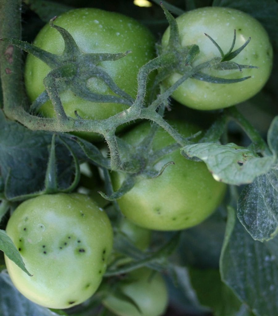 Small speck-like lesions on developing tomato fruits
