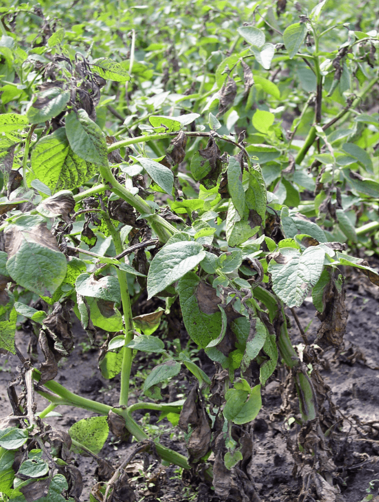 Potato plants infected with P. infestans