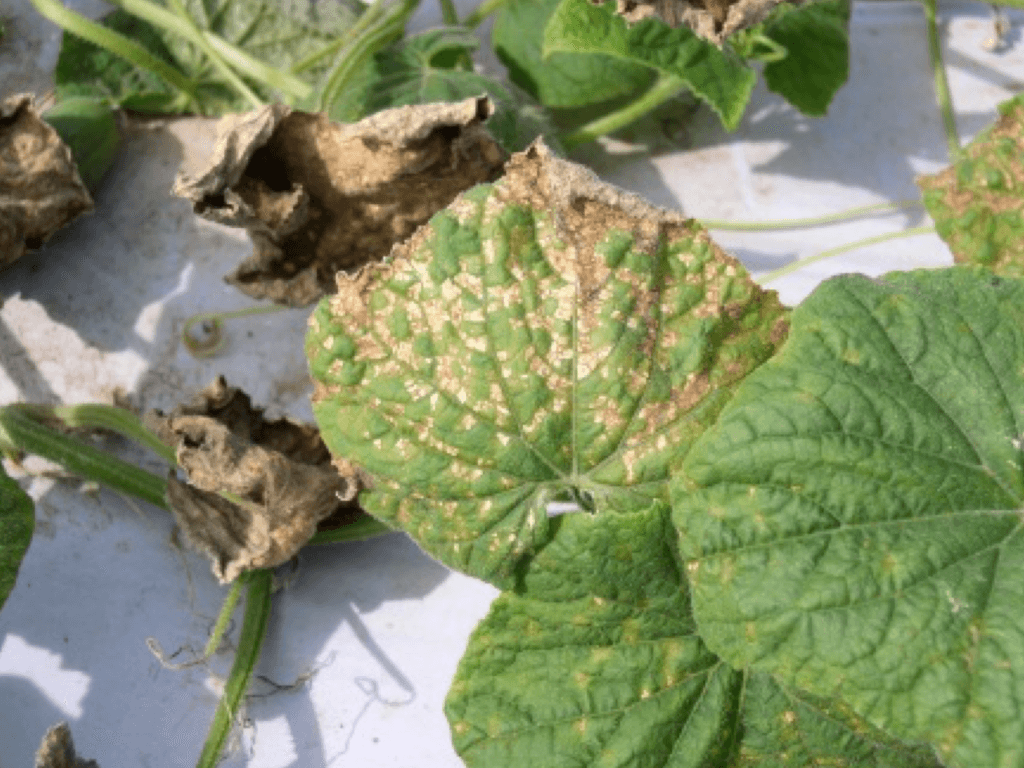 Individual infected cucumber plants