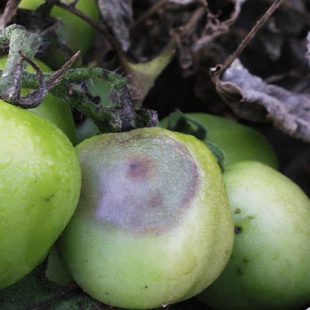 Infected tomato fruits