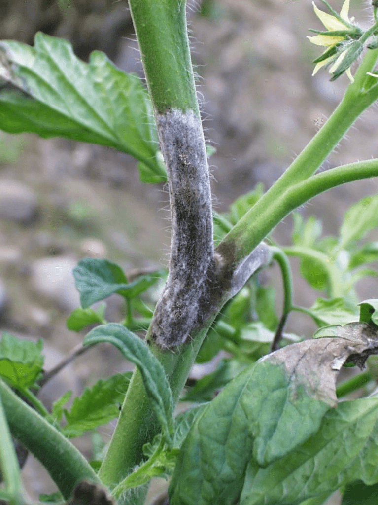 Lesions on tomato stems with white sporangia