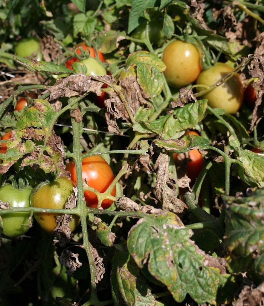 Tomato plants in a field with severe symptoms of bacterial speck