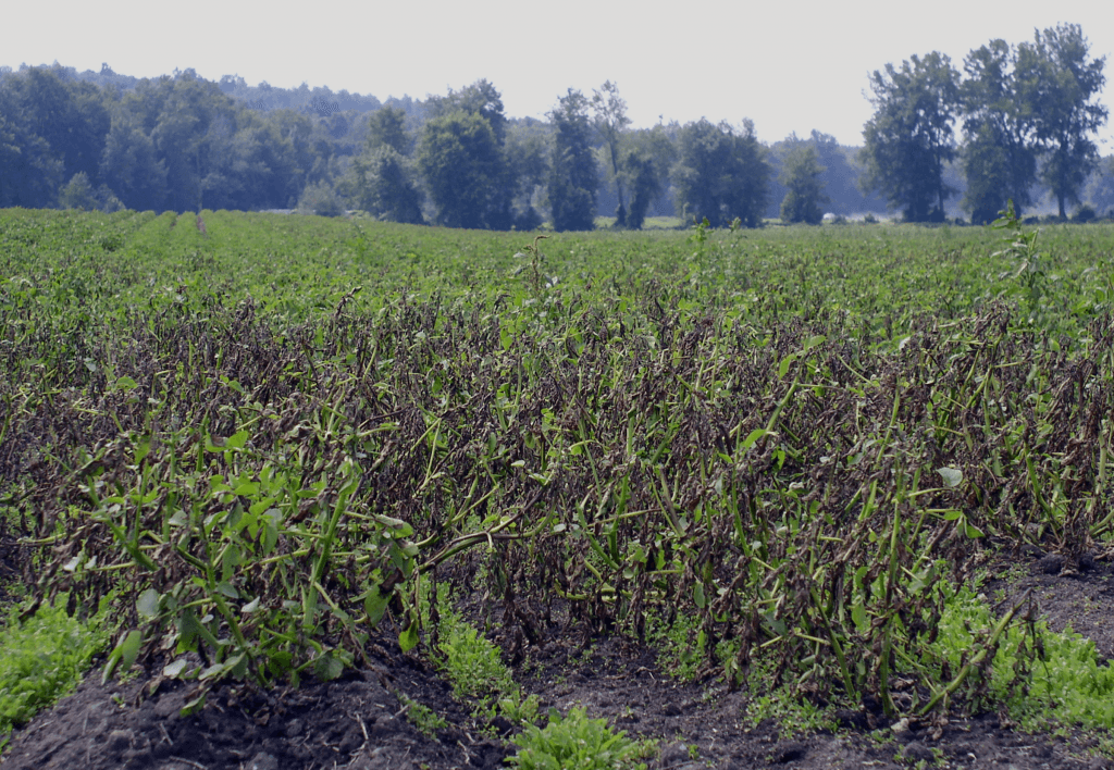 A potato field damaged by late blight