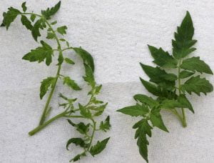  tomato leaves on left showing symptoms of ToBRFV infection