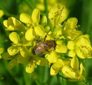 bee on mustard inflorescence