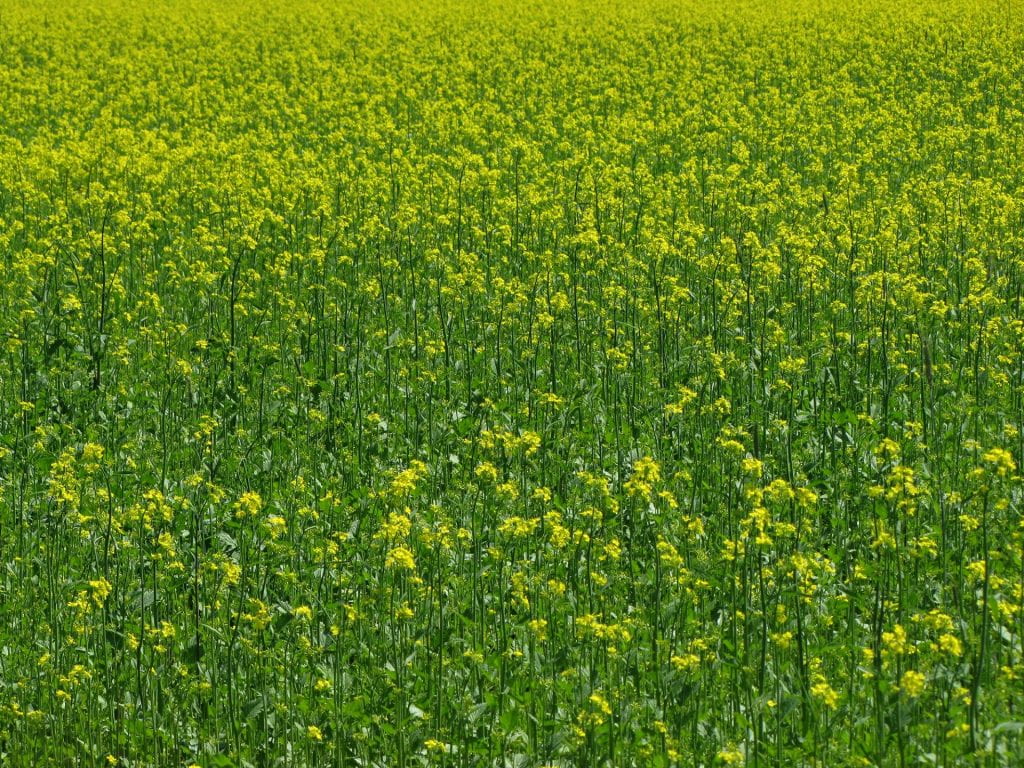 field of flowering mustard