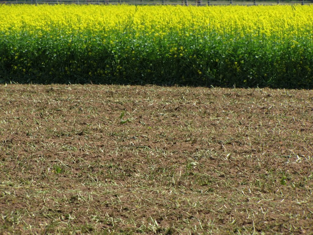 mustard crop incorporated into soil