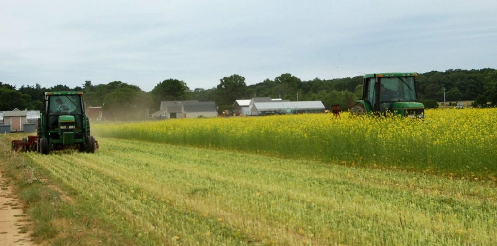 Incorporating mustard for biofumigation in a research field at LIHREC where Phytophthora blight was severe the previous year