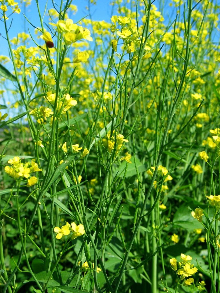 mustard flowers