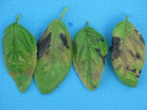 damaged basil leaves
