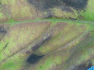 close-up of a damaged basil leaf