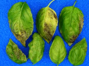 basil leaves with thrips damage