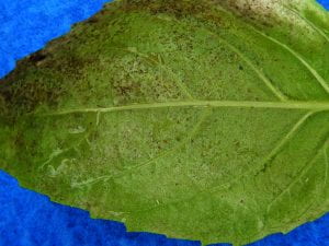 close-up of thrips damage on a basil leaf