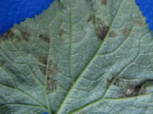 close-up of cucumber leaf with downy mildew