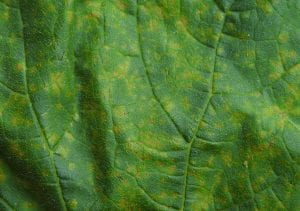 close-up of a pumpkin leaf