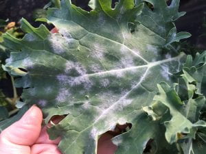 close up of a kale leaf