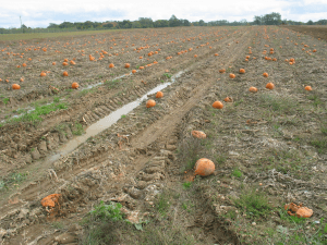 pumpkin field lost to blight