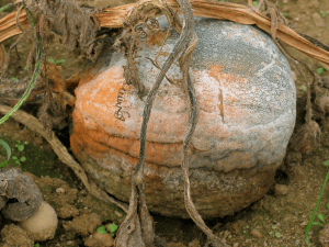 pumpkin covered with sporangia