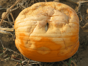 pumpkin with no sporulation