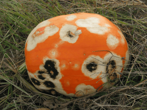 pumpkin also affected with Phytophthora capsici