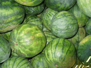 blight symptoms on watermelon