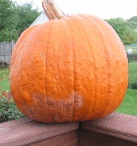 blight symptoms on pumpkin