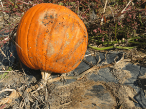 affected pumpkin on plastic mulch