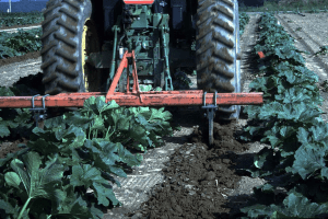 subsoiling between rows