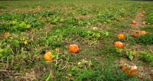 whole field destruction of pumpkins