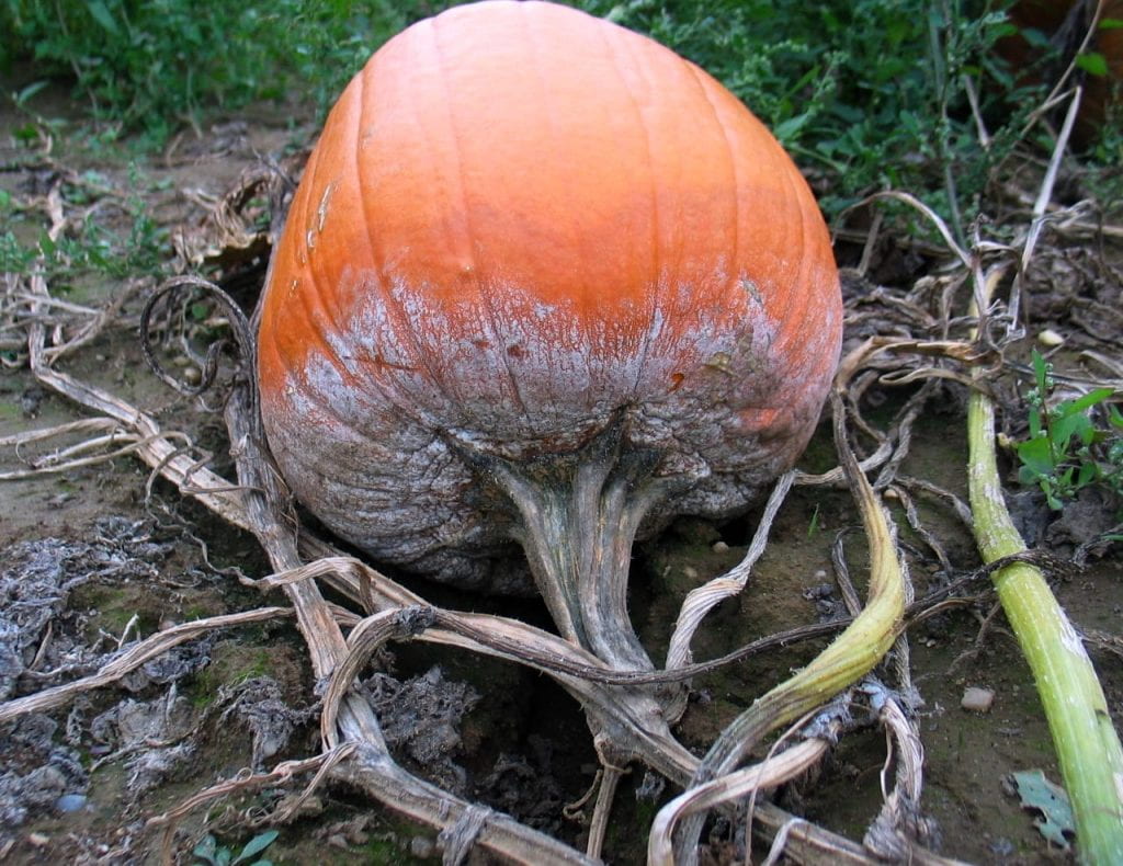 pumpkin stem and fruit showing systemic infection