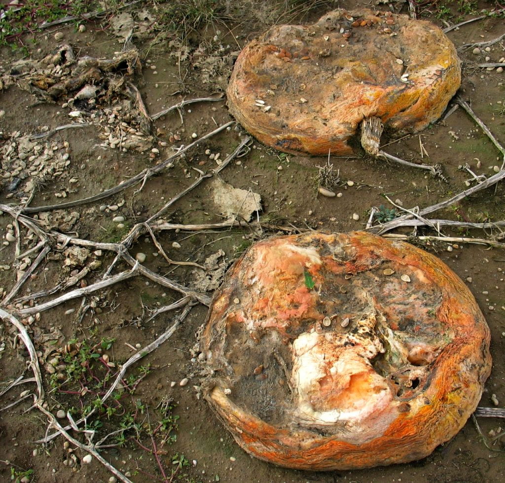 collapsed pumpkins