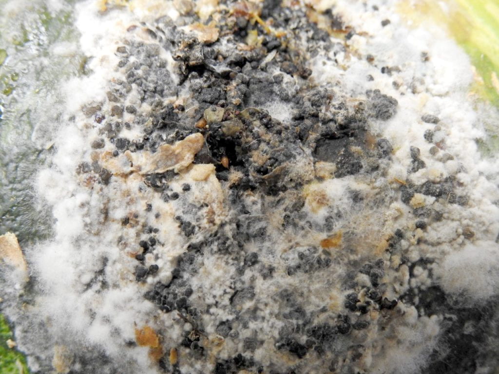 Sclerotinia white mold