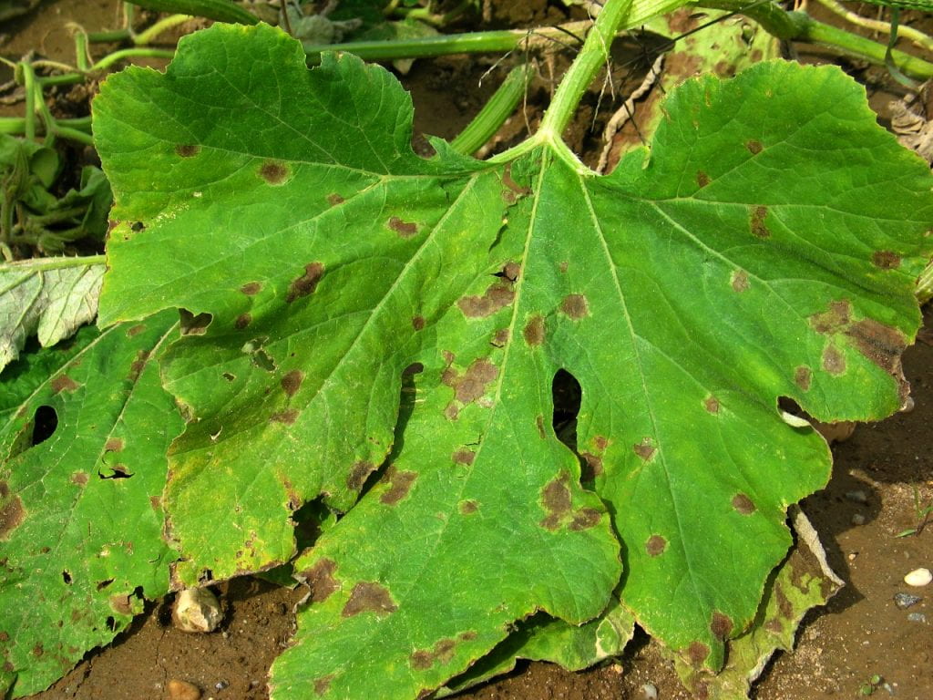 cucurbit leaves with phytophthera spots