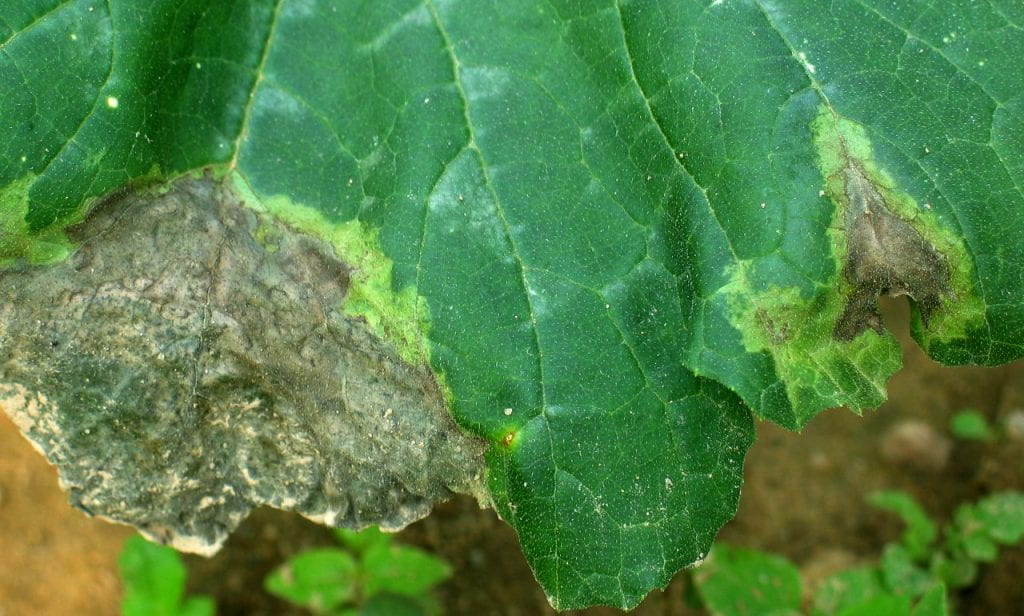 cucurbit leaves with phytophthera spots