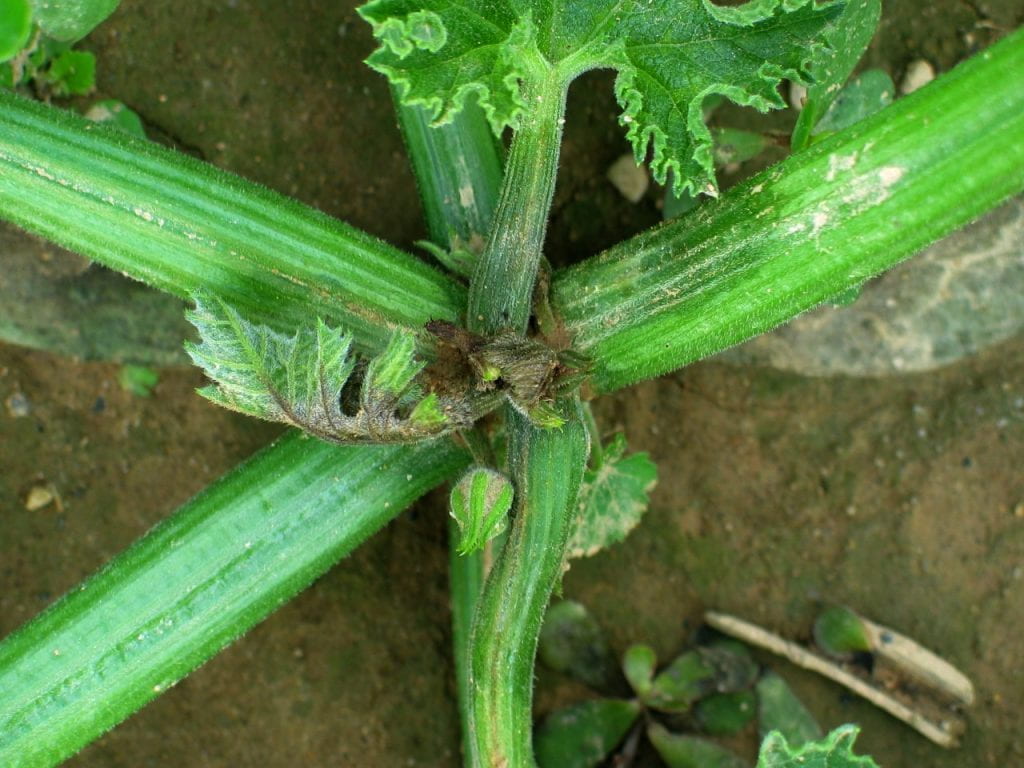phytophthora on squash crown