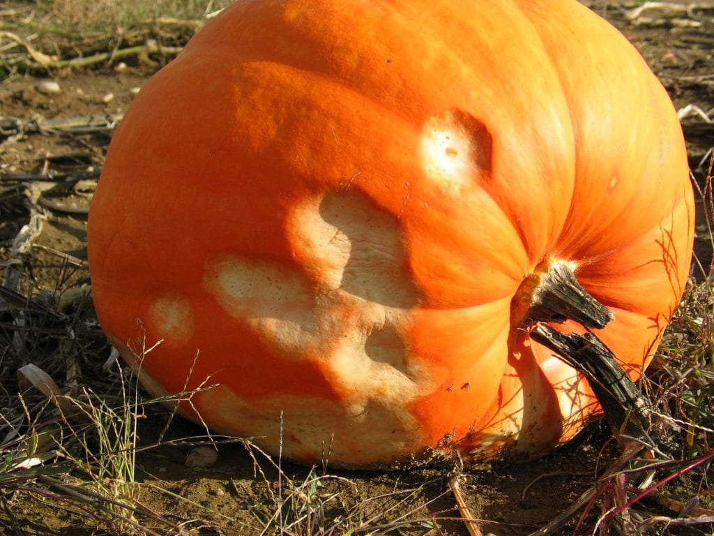 damaged pumpkin with depressed spots