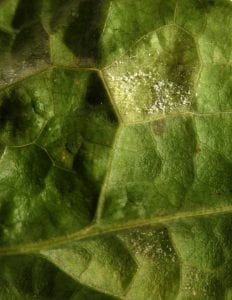 close-up of a lettuce leaf